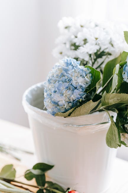 A close-up of a delicate, light blue hydrangea flower with numerous small petals, placed in a white ceramic flowerpot alongside green leaves and stems. In the background, there is a larger cluster of 
