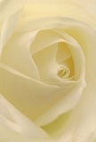 This close-up perspective invites you directly into the embrace of a cream-white rose, the petals spiraling inward with poetic finesse. Soft, featherlight textures create a visual lullaby, illuminated by the warm glow that recalls peaceful Paddington mornings after rain. Gentle shadows curl along the ivory contours, offering a sense of tranquility and depth, as if wrapped in a quiet moment of reflection by the canal. The atmosphere here resonates with serenity-a purity that speaks of deep admiration or solemn sympathy, ideal for times of remembrance or new beginnings within the Paddington neighbourhood. The rose's subtle fragrance lingers just enough to suggest comfort, echoing the thoughtful hands and artistic sensibilities of local Paddington florists. This image captures not just a beautiful bloom, but the emotion and care behind choosing such a flower to honour meaningful occasions, echoing the spirit and hospitality woven through every bouquet delivered across the area.